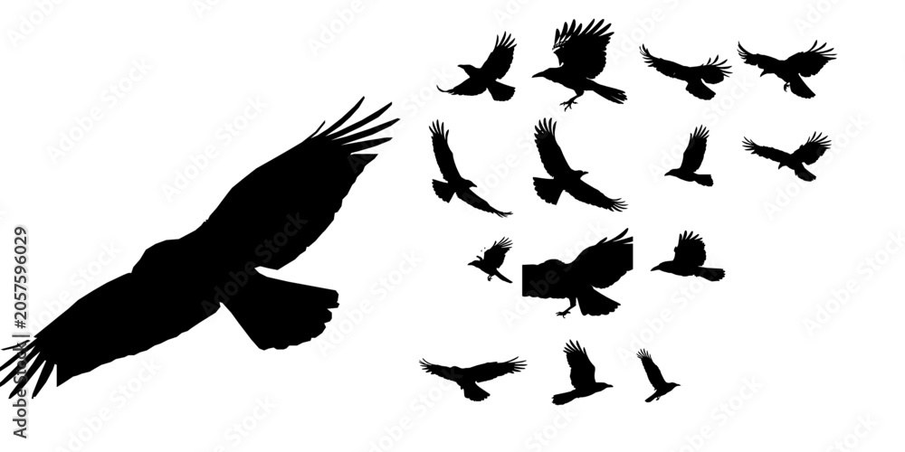 Obraz premium Raven in Flight Silhouette