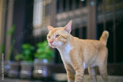 A scene with a cat