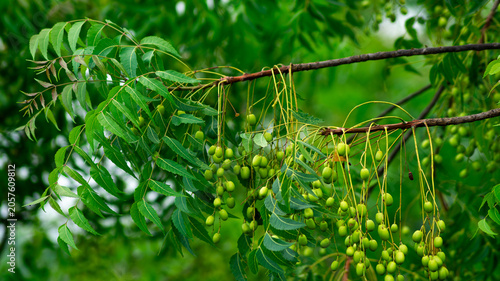 Cuadro en lienzo Fresh Neem Fruits Hanging from Tree Branch with Green Foliage