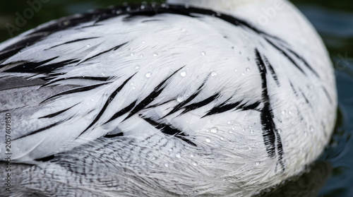 Abstract natural background created by the elegant feather arrangement and detailed plumage of a Smew duck.