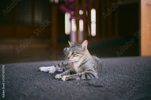 A scene with a cat