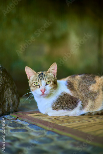 A cat taking a nap