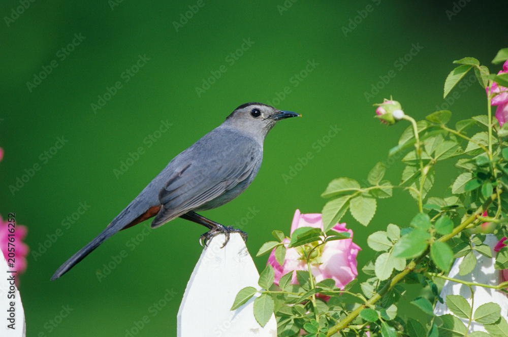 Obraz premium 01392-02816 Gray Catbird (Dumetella carolinensis) on picket fence near pink rose bush Marion Co. IL