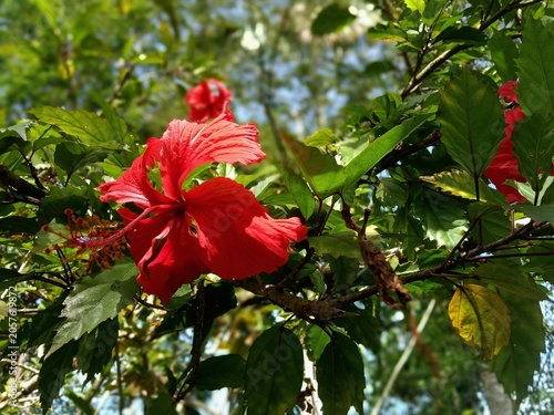 close-up photograph of a vibrant red hibiscus flower bl'ooming in a lush tropical green garden