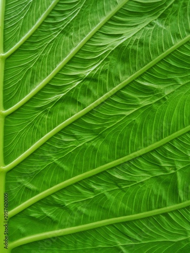 abstract tropical green leaf texture background