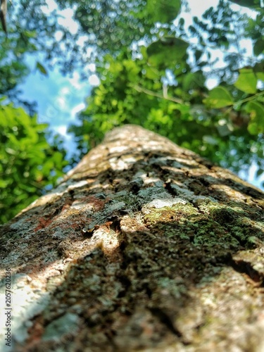tree trunk with moss