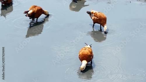 A flock of Ruddy Shelducks foraging in the shallow waters of Lake Burdur. Beautiful orange-brown ducks feeding together in their natural wetland habitat