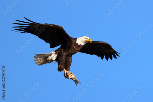 Bald Eagle with Fish