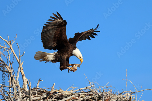 Bald Eagle with Fish