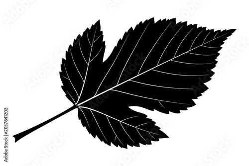 Cuadro en lienzo Black silhouette of a leaf a detailed botanical illustration with veins and lobe