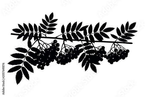 Fotografija Rowan tree silhouette a detailed black and white illustration of branch and berr
