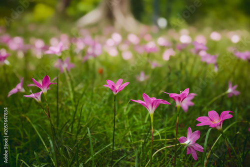 Blooming pink flowers in lush green grass nature photography outdoor aesthetics