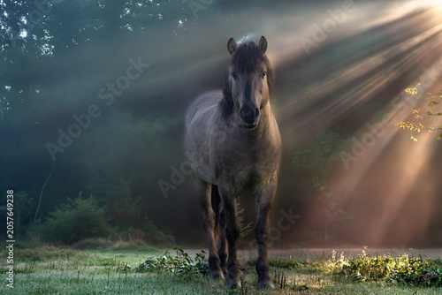 Masuren-Pferd im Morgenlicht