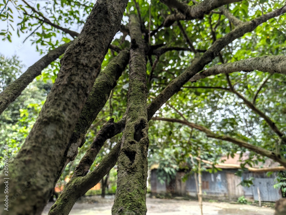 Fototapeta premium Mossy tree trunk with branches and green leaves in a natural outdoor setting with a house