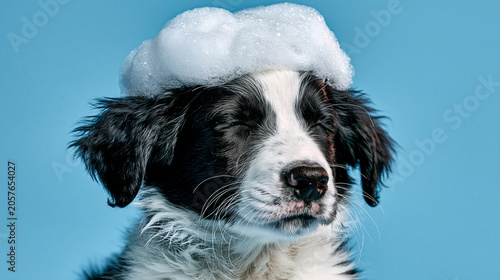 Border Collie Puppy During Pet Grooming and Bath Time
