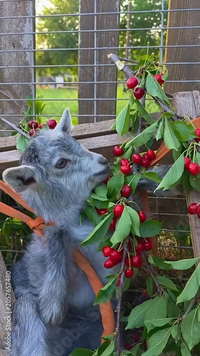 Cute baby goat kid eating red cherries from tree branch 