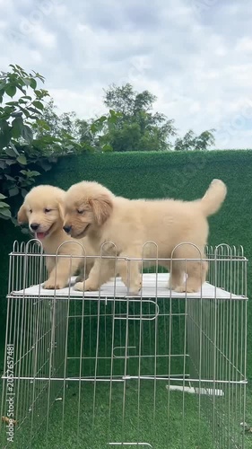Three cute golden retriever puppies standing on dog crate playpen 