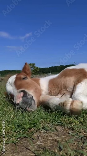 Cute white and brown baby horse foal lying down in green pasture close up 
