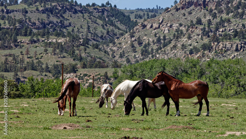 Herd of horses grazing peacefully in a South Dakota pasture with rolling hills