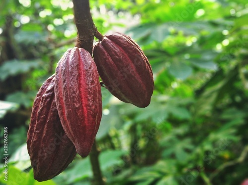Fresh raw cacao fruits on the tree, the main ingredient for chocolate production.