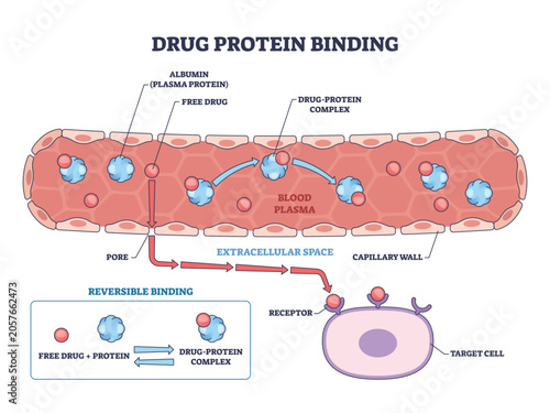 Fotografía Drug protein binding brief shows free drug binding albumin in plasma, crossing capillary wall to a cell receptor