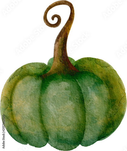 green pumpkin watercolor illustration