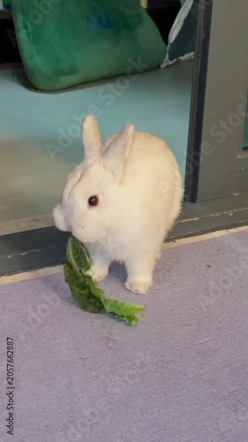 Cute white bunny rabbit eating green leaf lettuce indoor 