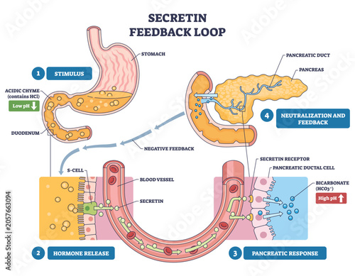 Foto Secretin feedback loop illustrates acidic chyme triggering S-cells and pancreatic bicarbonate release, key objects, stomach, duodenum, pancreas