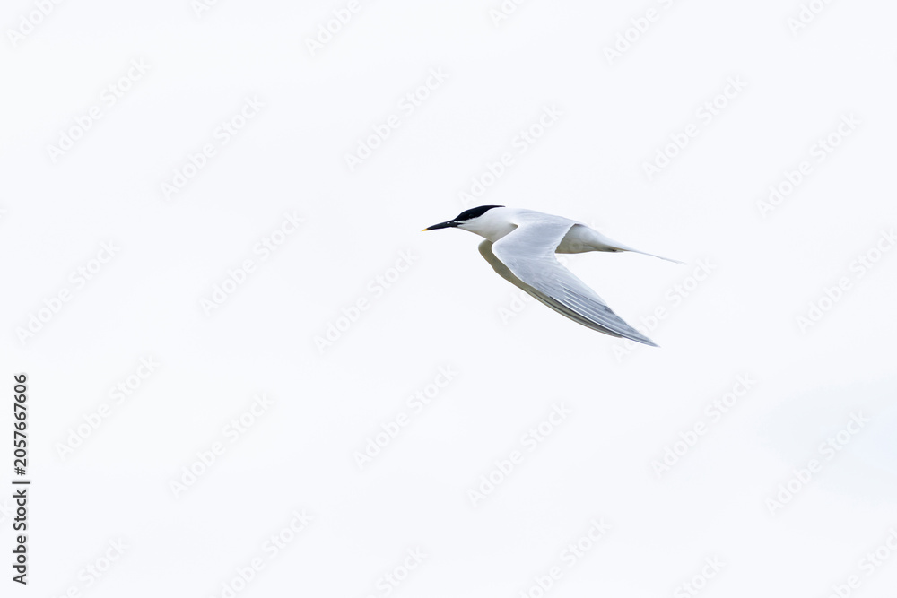 Obraz premium Adult Sandwich tern (Thalasseus sandvicensis) in flight, found at Texl in the Netherlands