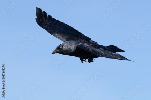 adult western jackdaw (Coloeus monedula), also known as the Eurasian jackdaw or European jackdaw in flight, found at Texel in th Netherlands