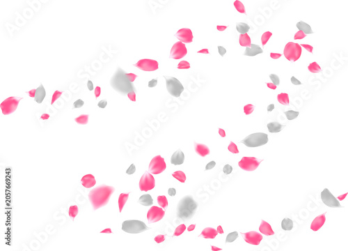 Beautiful blowing pink and white rose petals falling and swirling in the wind
