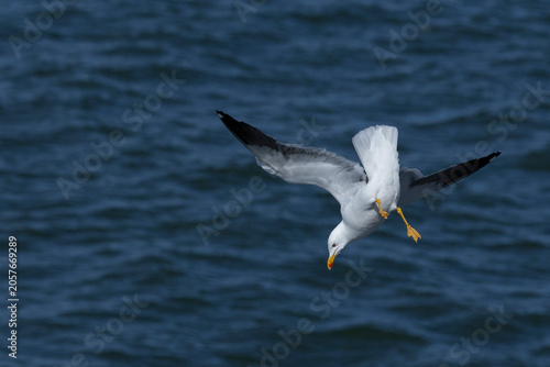 adult  lesser black-backed gull (Larus fuscus) of subspecies intermedius in flight is going to dip into water, found at Texel,m in the Netherlands