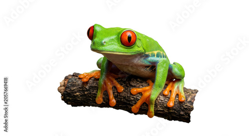 Obraz na plátně Vibrant red-eyed tree frog perched on a textured branch against a black backgrou