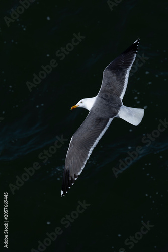 adult lesser black-backed gull (Larus fuscus) of subspecies intermedius in flight looking directly to the photographer, found at Texel,m in the Netherlands