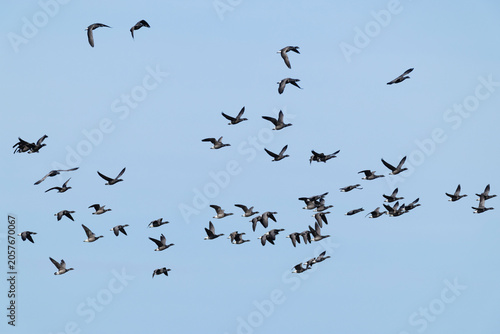 flock of brant or brent goose (Branta bernicla) of subspecies bernicla in flight, found at Texel in the Netherlands