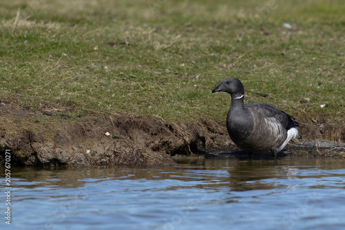 single adult brant or brent goose (Branta bernicla) of subspecies bernicla standing in water close to land, found at Texel in the Netherlands