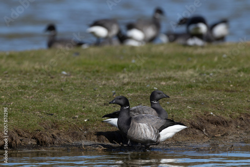 couple of adult brant or brent goose (Branta bernicla) of subspecies bernicla standing in water close to land, found at Texel in the Netherlands