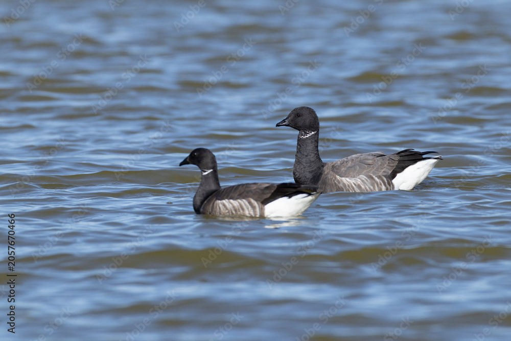 Fototapeta premium couple of adult brant or brent goose (Branta bernicla) of subspecies bernicla swimming , found at Texel in the Netherlands