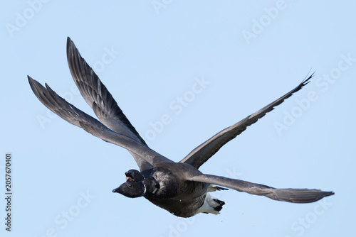 two adult brant or brent goose (Branta bernicla) of subspecies bernicla chasing each other in flight, found at Texel in the Netherlands