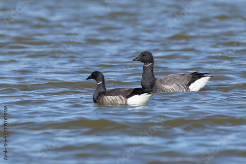 couple of adult brant or brent goose (Branta bernicla) of subspecies bernicla swimming , found at Texel in the Netherlands