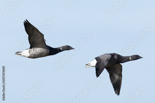 couple of adult brant or brent goose (Branta bernicla) of subspecies bernicla in flight, found at Texel in the Netherlands