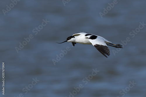 single adult pied avocet (Recurvirostra avosetta) in flight, found at Texel in the Netherlands