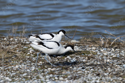 couple of adult pied avocet (Recurvirostra avosetta) at beach with seashells, found at Texel in the Netherlands