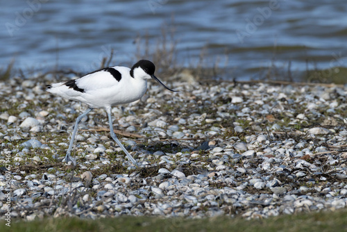 single adult pied avocet (Recurvirostra avosetta) at beach with seashells, found at Texel in the Netherlands