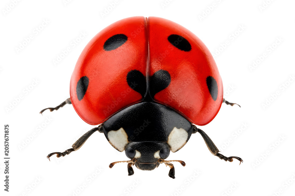Fototapeta premium A detailed macro shot of a vibrant red ladybug with black spots on a clean white background