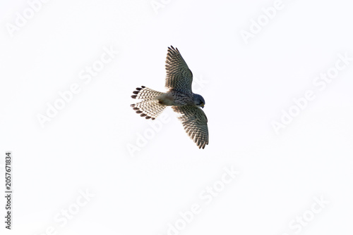 adult female common kestrel (Falco tinnunculus), known as the European kestrel or Eurasian kestrel in flight, found at Texel in the Netherlands