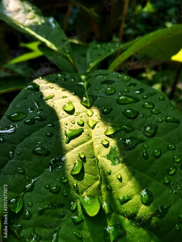 Close up of water droplets on a tropical green leaf surface