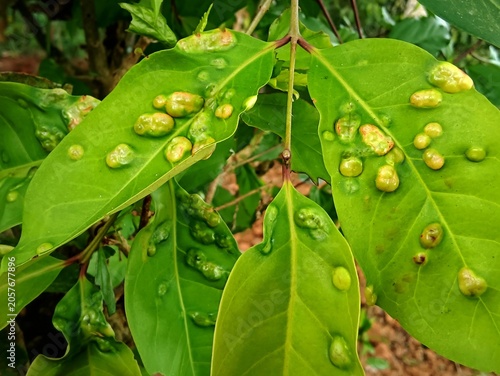 Green plant leaves infected with leaf gall disease causing abnormal bumps and swelling blisters