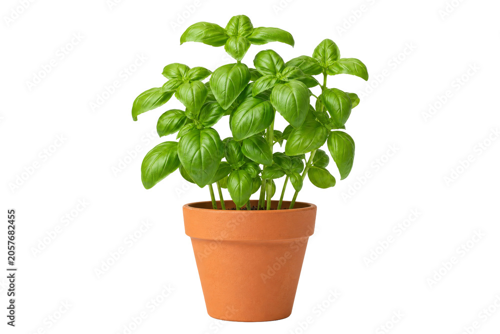 Fototapeta premium Vibrant green basil plant in a terracotta pot, ready for culinary use