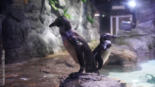 Photography Penguins at the Aquarium Exhibit Underwater World